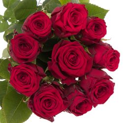 Rose rot Red Naomi (Meewisse) 60cm