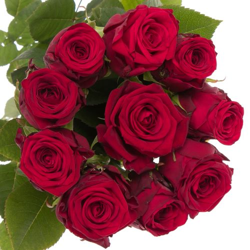Rose rot Red Naomi (Meewisse) 60cm