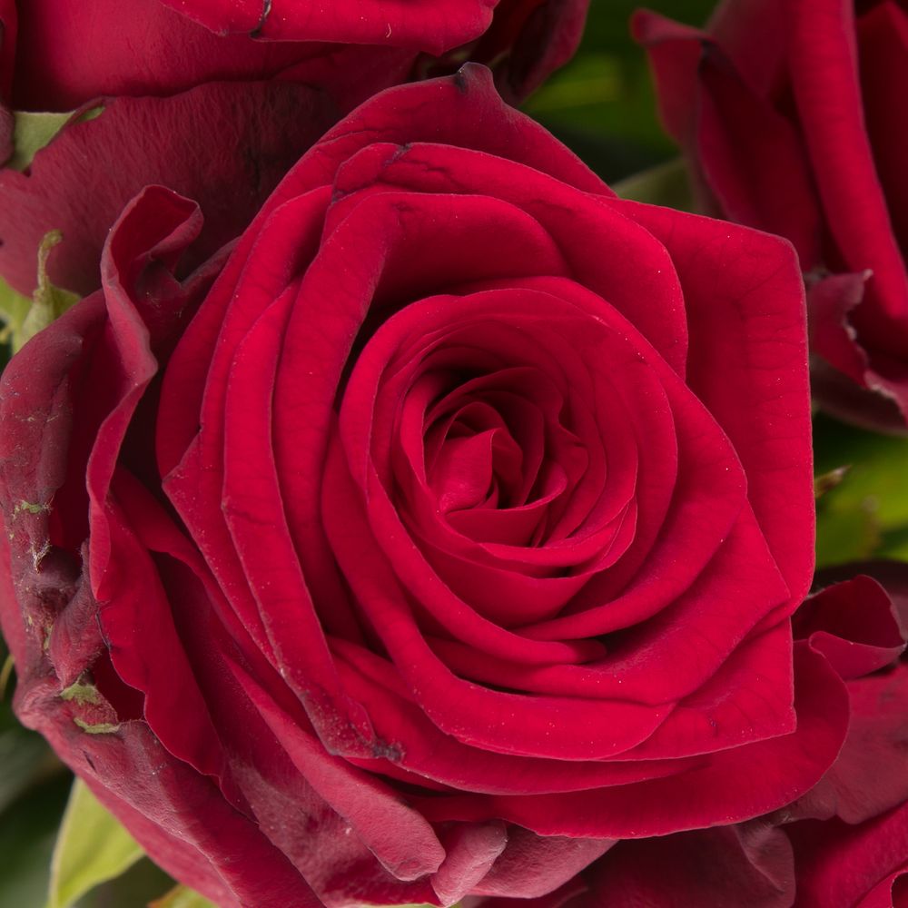 Rose rot Red Naomi (Meewisse) 60cm