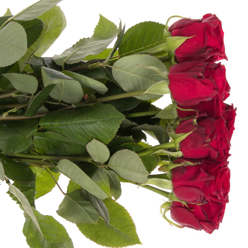 Rose rot Red Naomi (Meewisse) 60cm