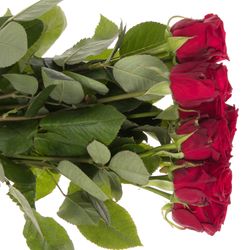Rose rot Red Naomi (Meewisse) 60cm