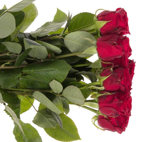 Rose rot Red Naomi (Meewisse) 60cm