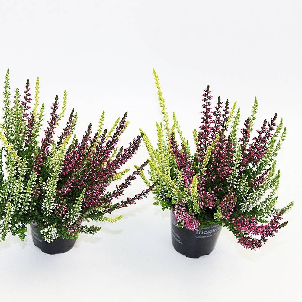 Calluna weiss/lila GG Trio mini T06 H010