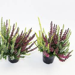 Calluna weiss/lila GG Trio mini T06 H010