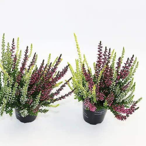 Calluna weiss/lila GG Trio mini T06 H010