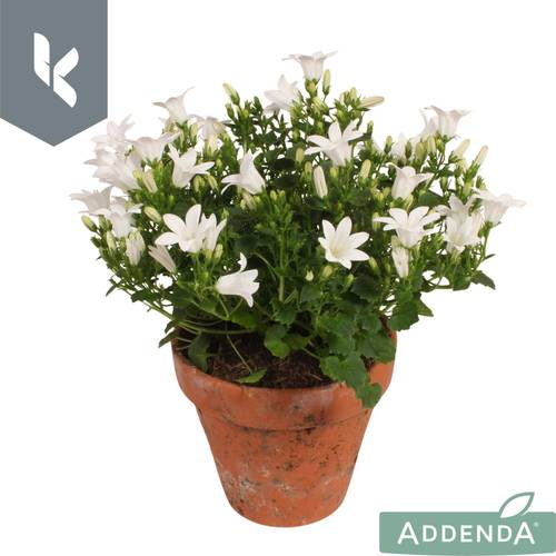 Campanula weiss Ambella Intense White im Übertopf T10,5 H022