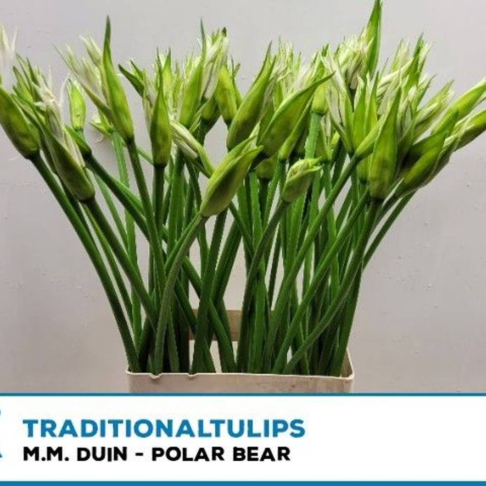 Nerine weiss white Polar Bear 70cm