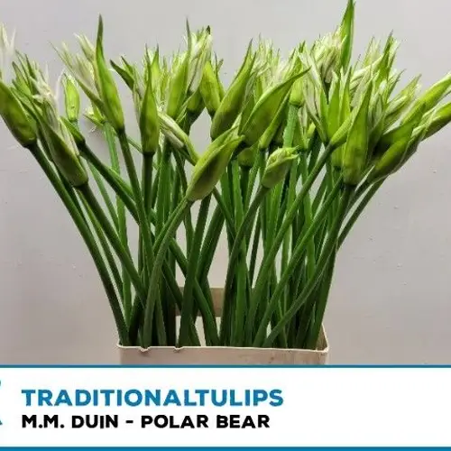 Nerine weiss white Polar Bear 70cm