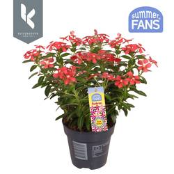 Catharanthus rot Soiree T10,5 H022