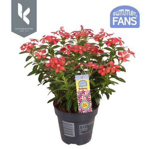 Catharanthus rot Soiree T10,5 H022