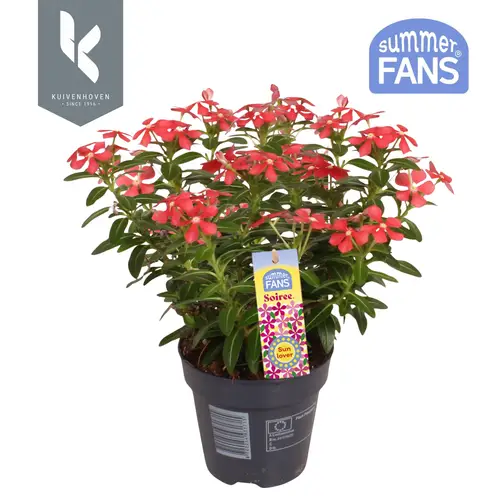 Catharanthus rot Soiree T10,5 H022