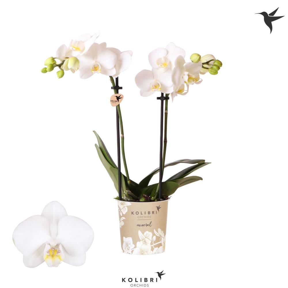 Phal.2-R weiss Alaska T09 H040