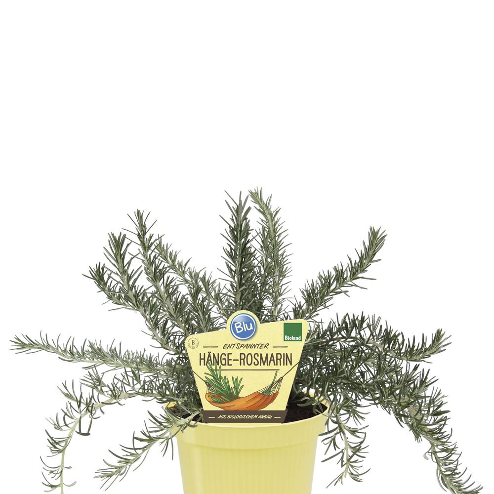 Bio Rosmarin Hängend T12 H025