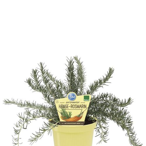 Bio Rosmarin Hängend T12 H025