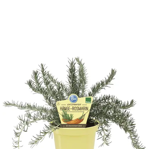 Bio Rosmarin Hängend T12 H025