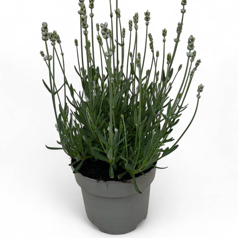 Lavendel weiss Ang. Hidcote T19 H040