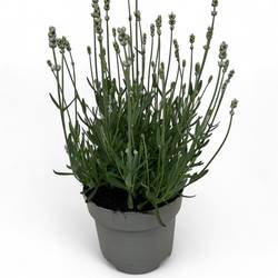 Lavendel weiss Ang. Hidcote T19 H040