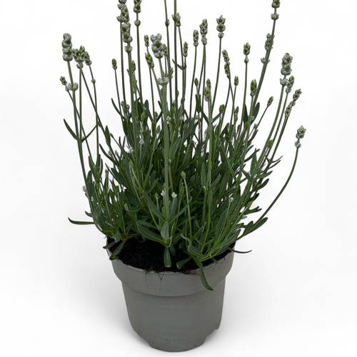 Lavendel weiss Ang. Hidcote T19 H040