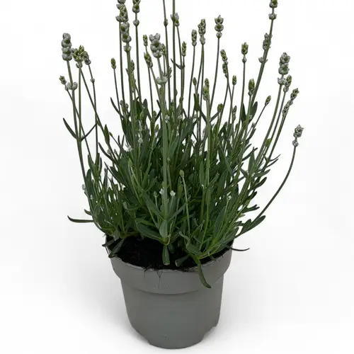 Lavendel weiss Ang. Hidcote T19 H040