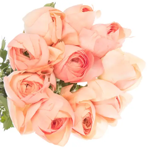 Ranunkel lachs Cloni Super Grand Pastel 45cm
