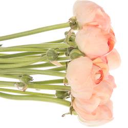 Ranunkel lachs Cloni Super Grand Pastel 45cm