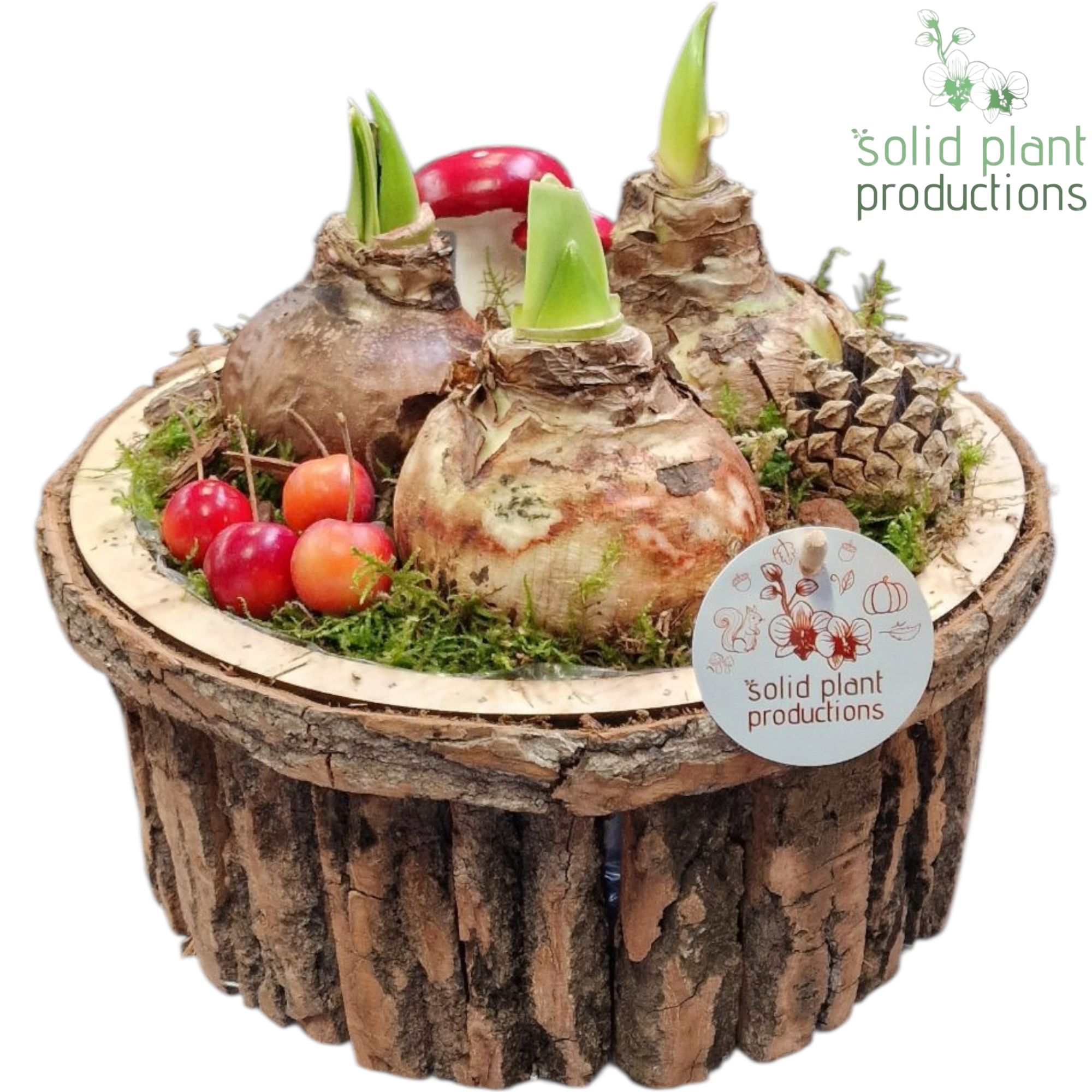 Amaryl.Arr BSLA002 Bark braun T27 H022