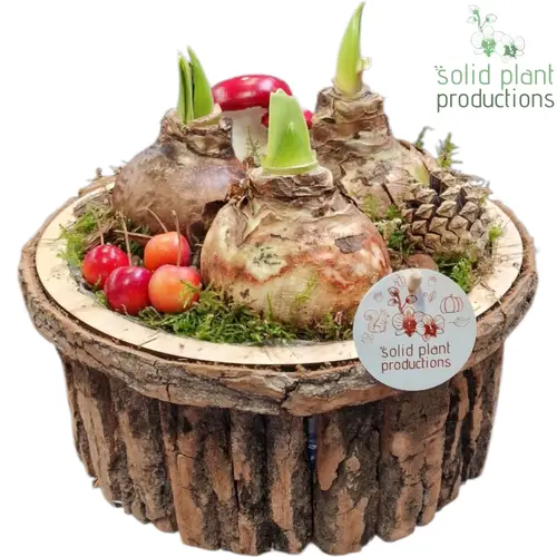 Amaryl.Arr BSLA002 Bark braun T27 H022