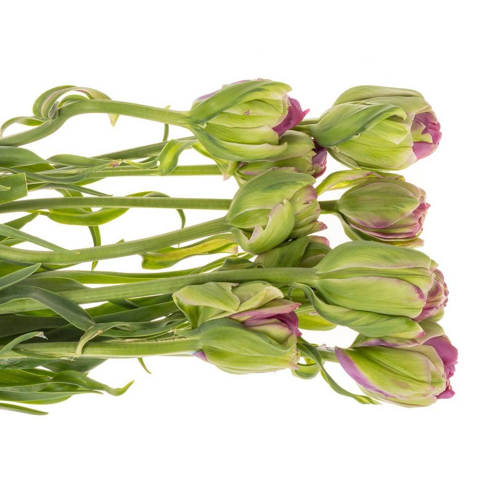 Franz.lila doppel Purple Power 75 Gramm 70cm