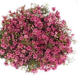 Wachsflower rosa  Jupiter 85 Gramm 80cm