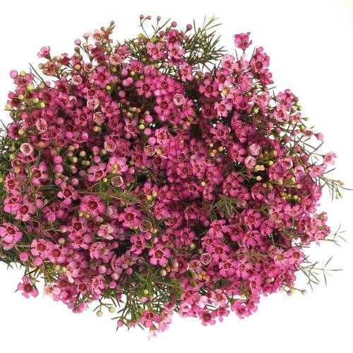 Wachsflower rosa  Jupiter 85 Gramm 80cm