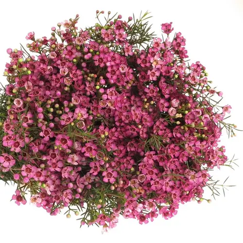 Wachsflower rosa  Jupiter 85 Gramm 80cm