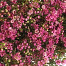 Wachsflower rosa  Jupiter 85 Gramm 80cm