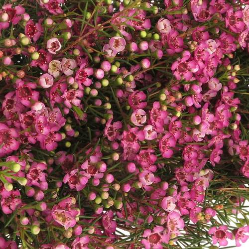 Wachsflower rosa  Jupiter 85 Gramm 80cm