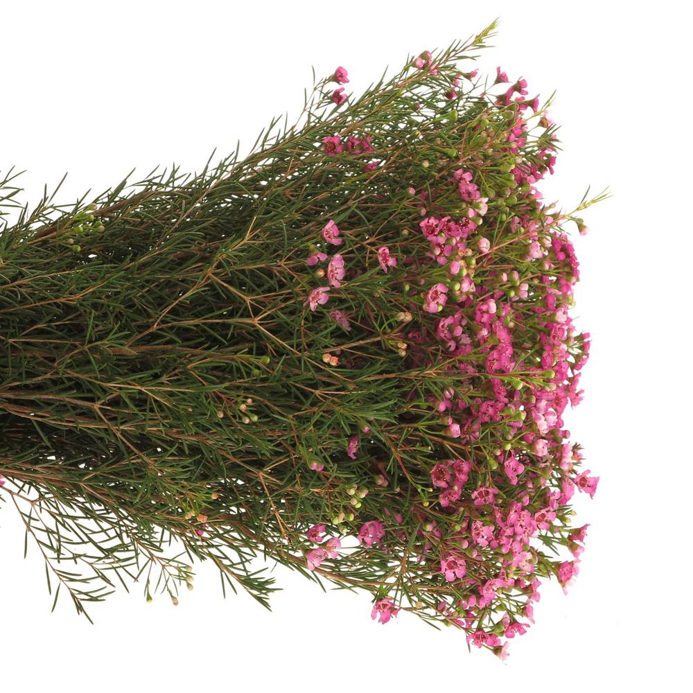 Wachsflower rosa  Jupiter 85 Gramm 80cm