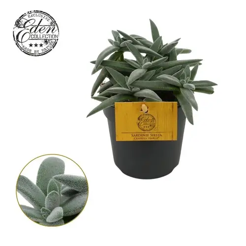 Crassula Tenelli T10,5 H015