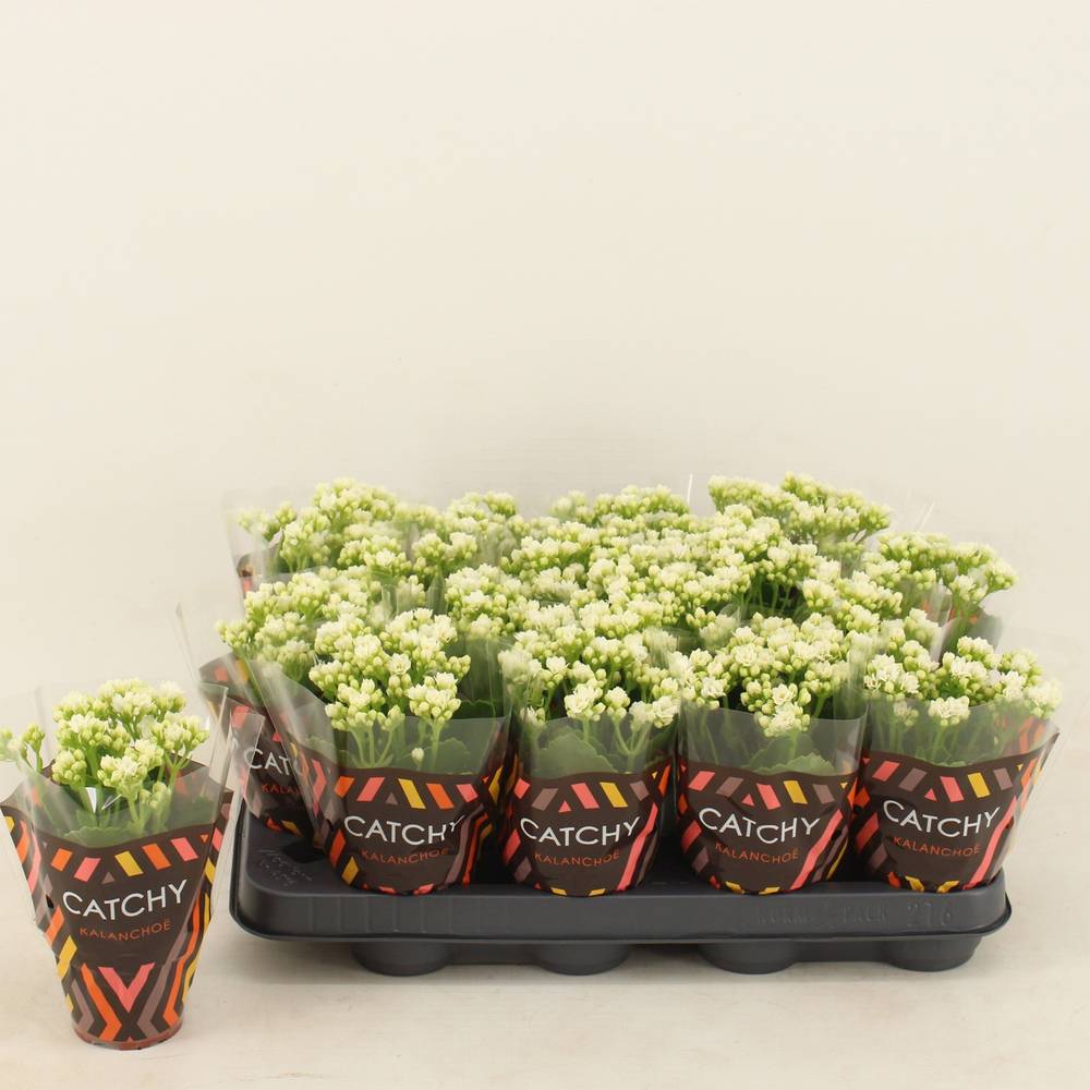 Kalanchoe Gef. weiss Catchy Season T08 H015