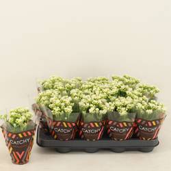 Kalanchoe Gef. weiss Catchy Season T08 H015
