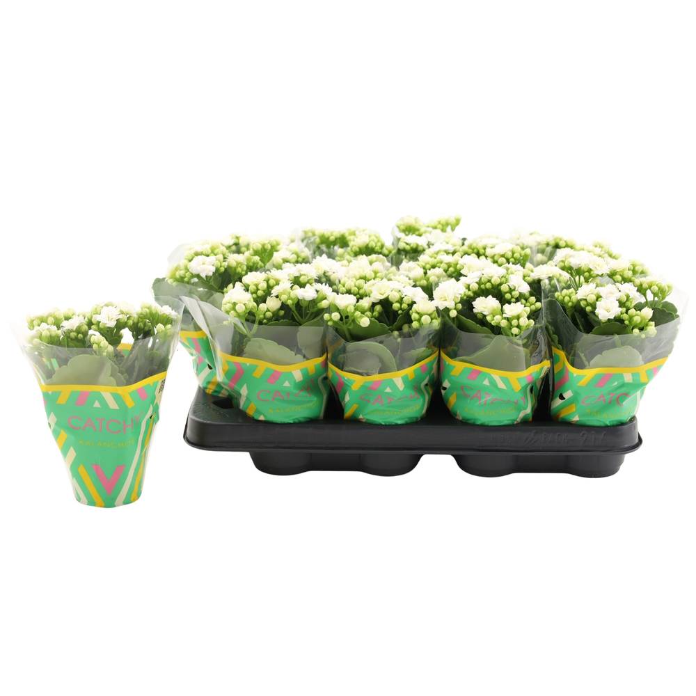 Kalanchoe Gef. weiss Catchy Season T08 H015