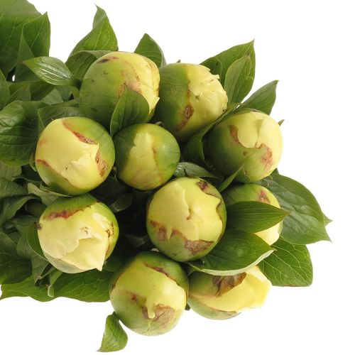 Pfingstrose creme Chiffon 55cm