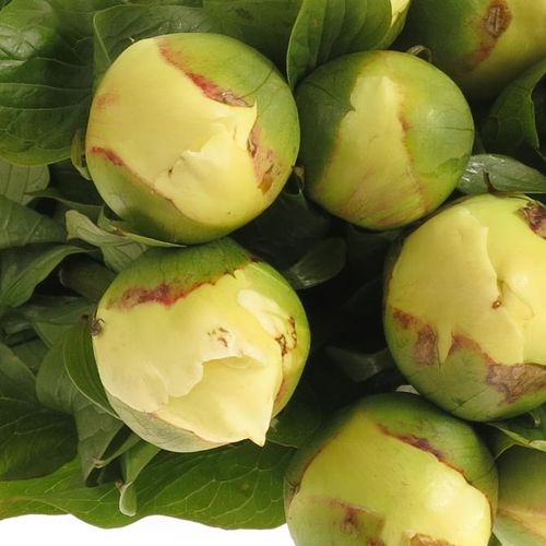 Pfingstrose creme Chiffon 55cm