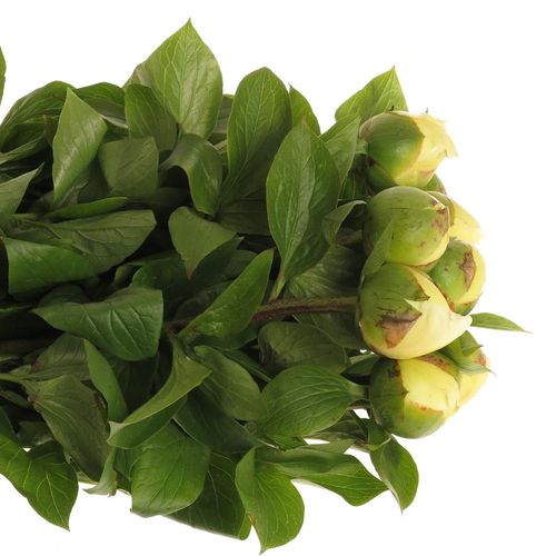 Pfingstrose creme Chiffon 55cm