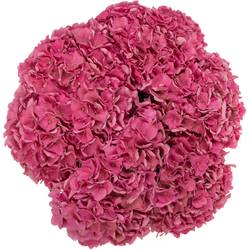 Hortensie rosa Rodeo Classic Bol 17cm 60cm