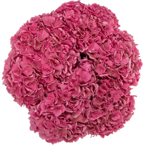 Hortensie rosa Rodeo Classic Bol 20cm 60cm