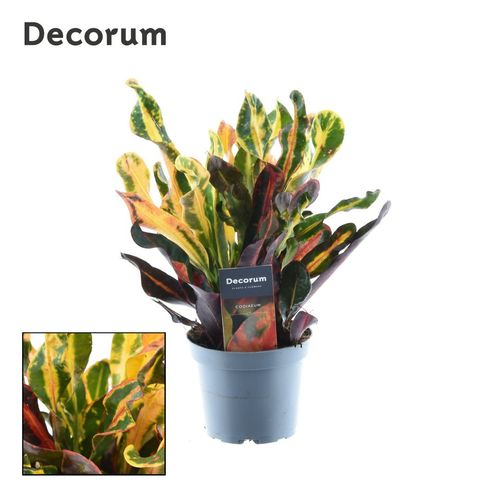 Codiaeum Mammi T12 H30