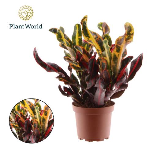 Codiaeum Mammi T12 H30