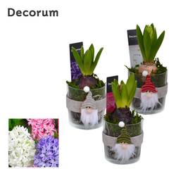 Hyac.Arr mix HL13142 Weihnachten T08 H015