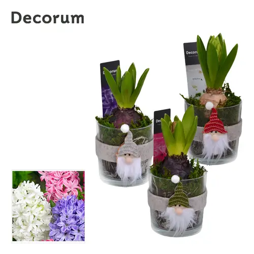 Hyac.Arr mix HL13142 Weihnachten T08 H015