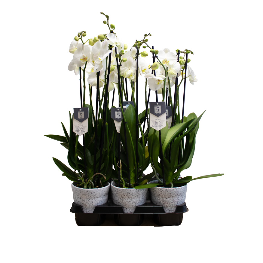 Phal.3-R weiss Nottingham im Dawn Topf weiss T12 H060