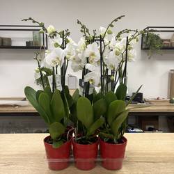 Phal.3-R weiss Nottingham und Dawn Topf rot T12 H060