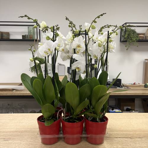 Phal.3-R weiss Nottingham und Dawn Topf rot T12 H060